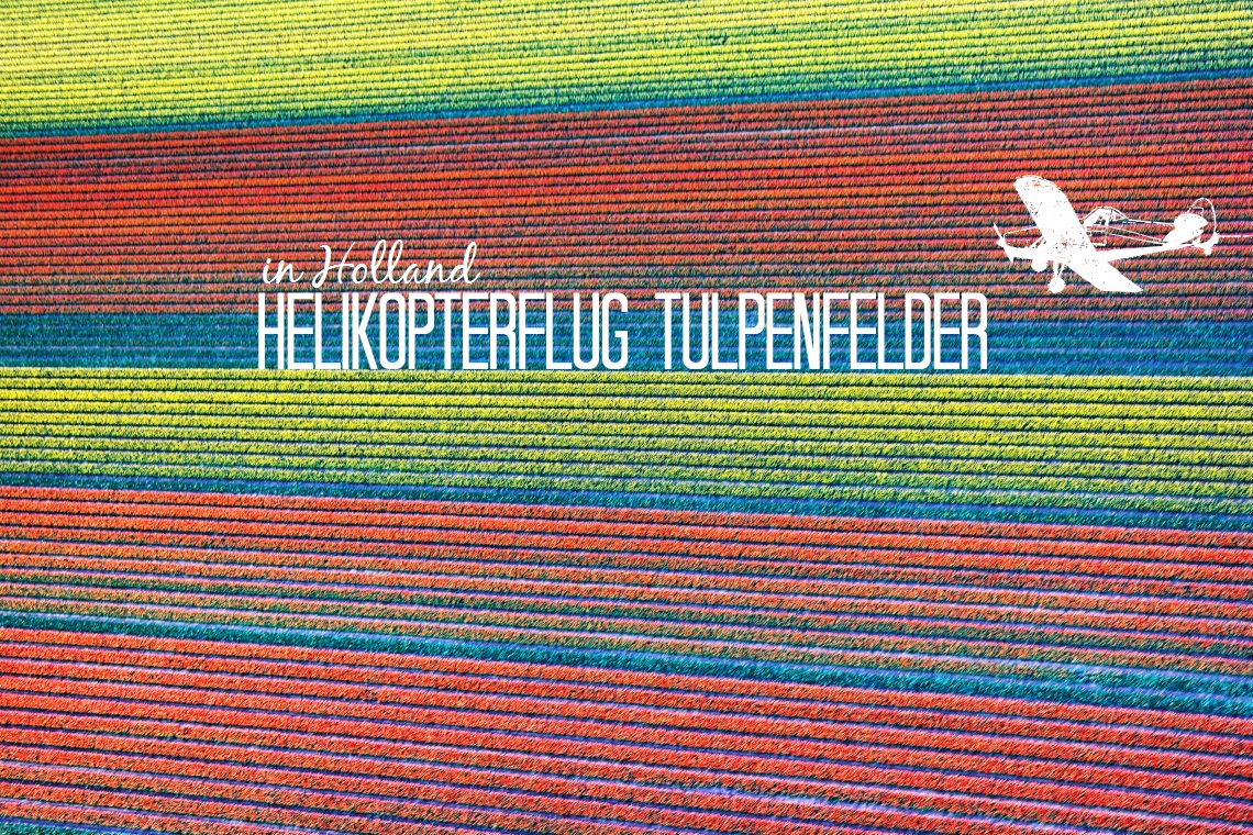 Helikopterflug über die Tulpenfelder in Holland